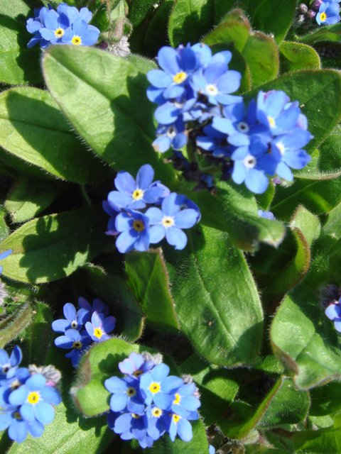 Myosotis alpestris 'Bluesylva'